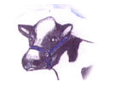Callie the Cow